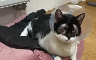 Pomohli jste Černochovi k lepšímu životu