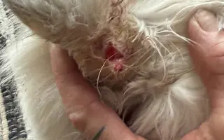 Kočky vrní, faktury křičí. Pomozte MonPet z.s. dál zachraňovat kočičí životy.