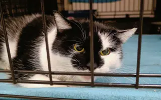 Pomoc s úhradou veterinárních nákladů 🙏