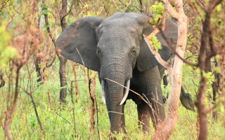 Pomozte Arthurovi ochránit slony před vyhynutím