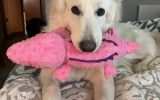 Pomozme Daisy znovu běhat 🐾