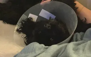 Pomohli jste Medvídkovi Pú k lepšímu zraku