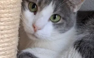 Pomoc pro nová koťata a kočičky - Kočky u Katky