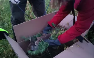 ZACHRAŇ SRNČATA PŘED BŘITY ŽACÍHO STROJE