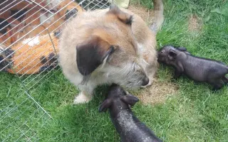 MIKY, vždy zachraňovala nyní potřebuje sama zachránit