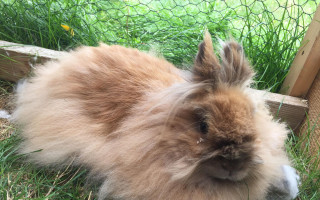 Větší výběh pro adoptované králíčky a morčátka