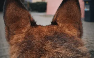 Pomoc Furině v boji s lupusem (SLE)