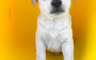 Veterinární péče pro psy v útulku - podzim 2026