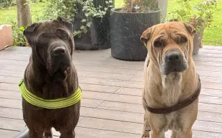 Pomozme Batkusovi porazit rakovinu