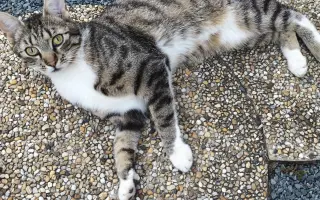 Pomohli jste kocourkovi Maxíkovi po operaci kyčle
