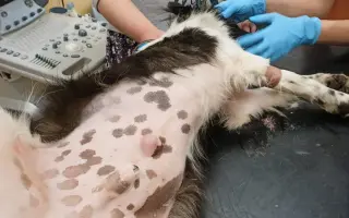 Zachraňme společně nemocného Badýska