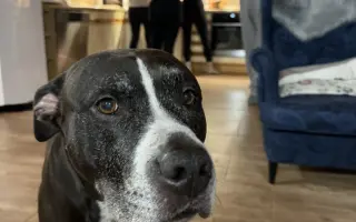 Pomoc pro staffíka Marleyho