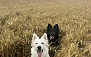 Pomozme Daisy znovu běhat 🐾