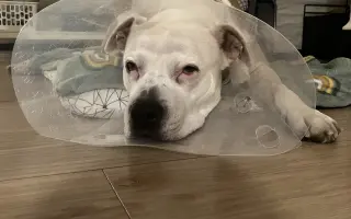 Smůla se nám lepí na tlapky