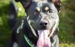 Pomozte nám ulevit Persimu od bolesti