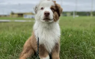 Pomozte našemu Thorinovi dostat šanci na život bez bolesti