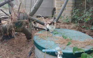 ZACHRAŇME KOŤÁTKA PŘED ZIMOU!