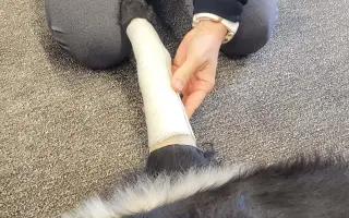 Zdravím Vás, jsem Lucky, ale měl jsem trochu smůlu.