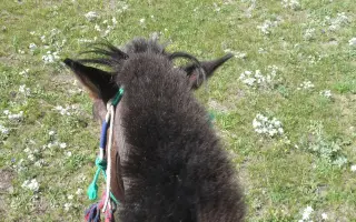 Podpořte knihu Mongolskem v sedle