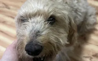 Pomozte udržet domov pro psí seniory