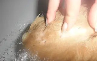 Pipety, obojky, postřiky a další antaparazitika pro psy