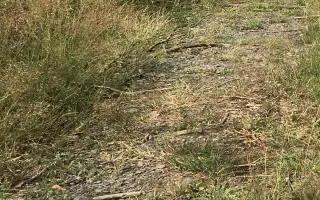 Járova operace v Drážďanech se zdařila, osud Járovi ale nepřál