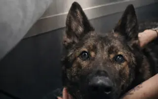 Léčba, která nekončí - Fůrie