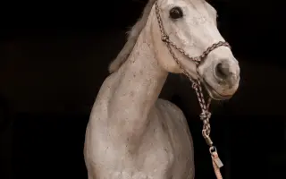 Pomoc pro Sanyho s rakovinou