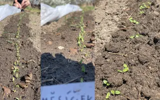 Podpořte bylinkový projekt Azeret Herbs