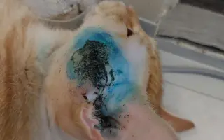 Míša s Honzou prosí za Ignáce, kocourka bojujícího s nepřízní osudu