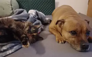 Pomoc při boji s rakovinou pro Pupču