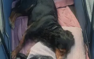 Shamy bouje s bolestí. Pomozme jí prožít stáří důstojně