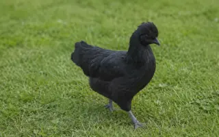 Pidifarma z lesa - společně budujeme bezpečné místo pro zvířata bez klecí