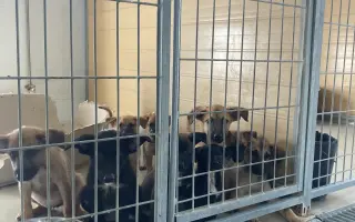 Pomozte nám postavit útočiště pro psy z ulice