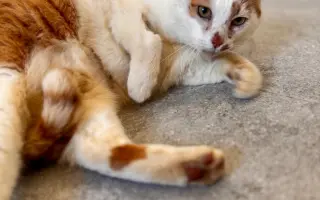 Pinďův návrat do života