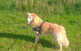 FOXY čekal 10 let na domov. Konečně ho našel. Teď bojuje o život.