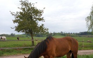 Chirurgický zákrok a hospitalizace na klinice