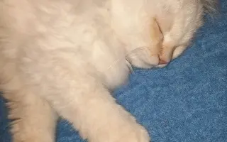 Pomůžete zachránit Nelince kočičí kamarádku? Hrajeme o čas.