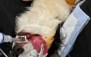 POMOC PRO FOXÍČKA - ZDRAVÝ DECH A PROTÉZA