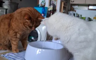 9 nalezených Lásek