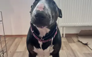 Vendulka a vánoční zázrak