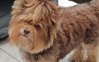 Pomozte Lussy zpět na nožky.