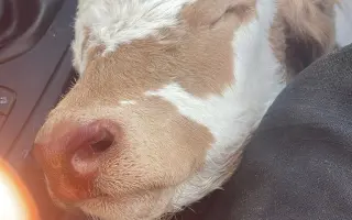 Dejte druhou šanci pro ovčí stádo