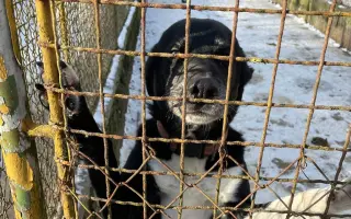 MOBIS RUN 2026 — Rozběhněme rekonstrukci útulku Interpespenzion