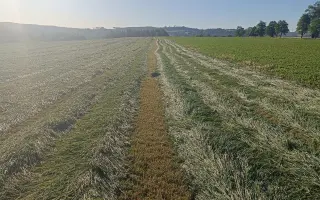 Zachraňme srnčata na Třešťsku