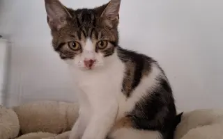 Pomoc pro nová koťata a kočičky - Kočky u Katky