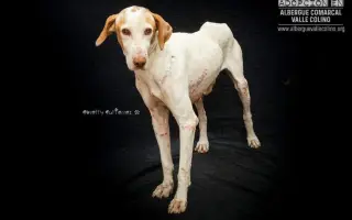 Podpořte péči o pejsky v psím hospici Andělská náruč, z.s.