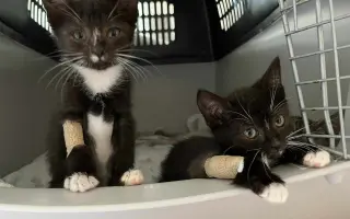 Staňte se nadějí pro kočičky bez domova