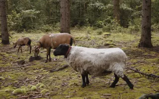 Zapoj se! Naplň seník pro zvířata z Nech Mě Růst! Pomoz zvířecím kamarádům!