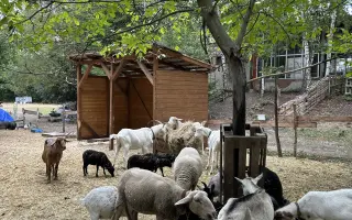 Seno pro zachráněná zvířata.